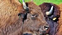 zubr bison-3821338 1280
